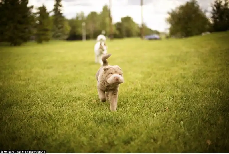 shar pei 4