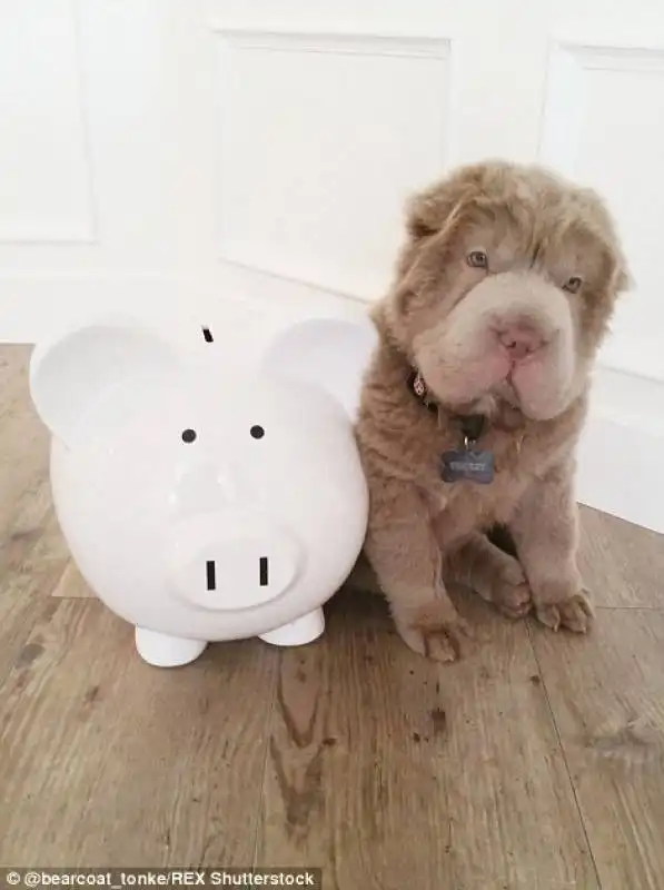 shar pei 9