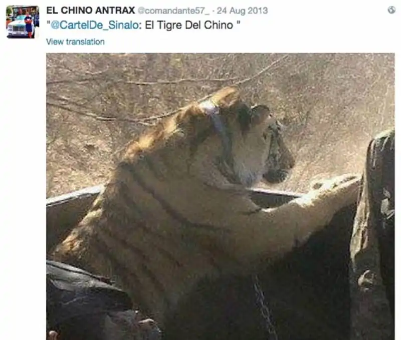 tigre al guinzaglio