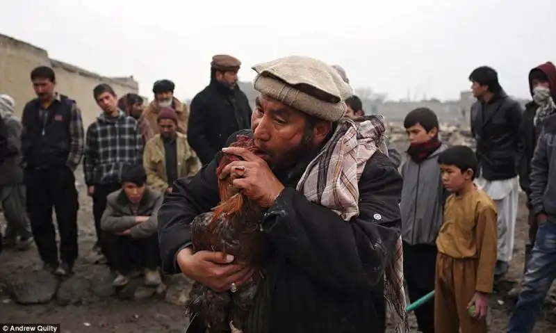 un uomo pulisce il suo gallo