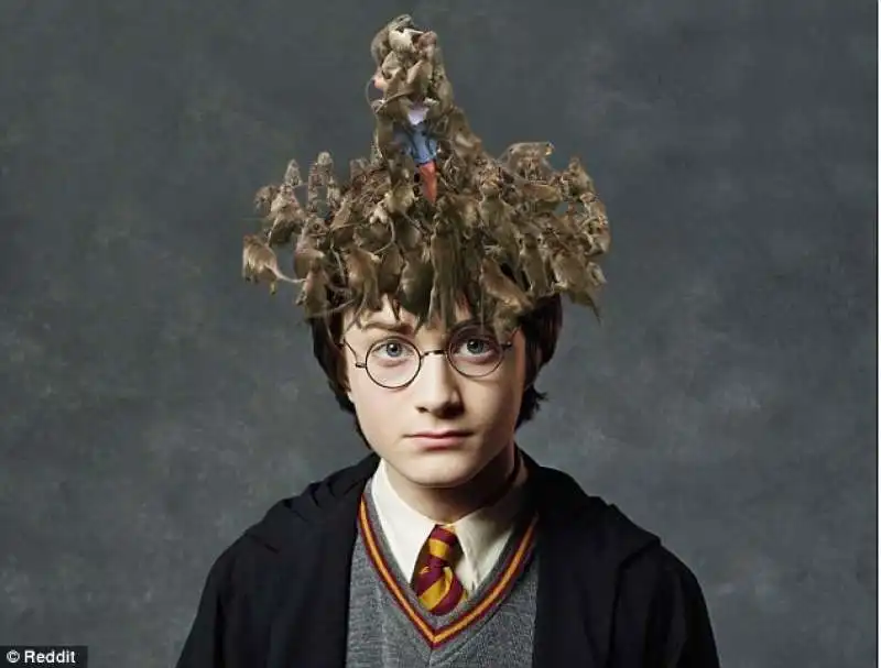 harry potter