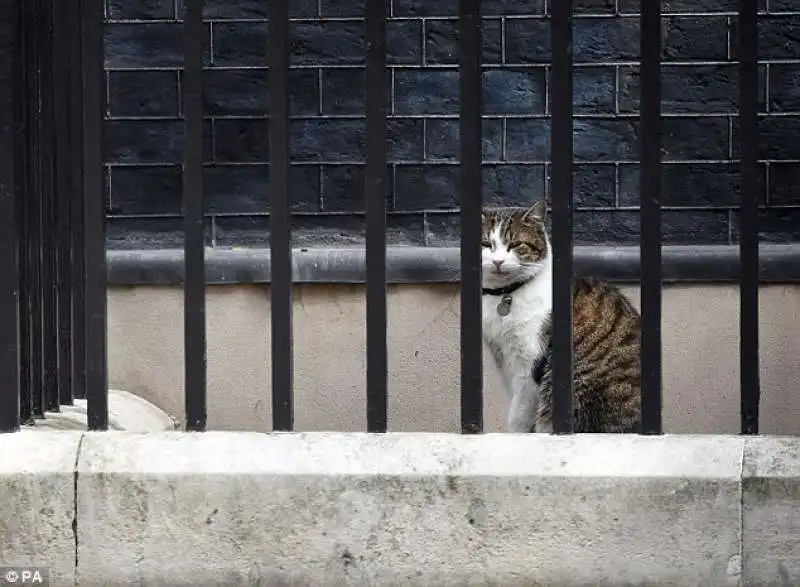  larry il gatto di downing street