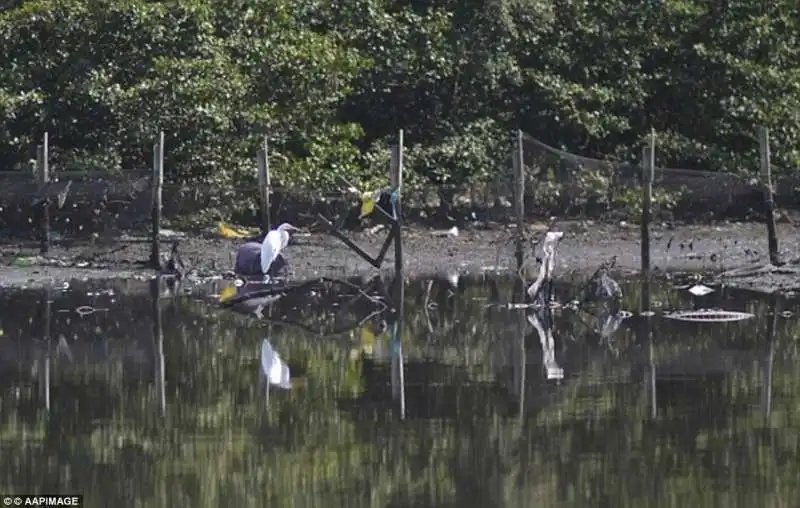 le rive della rio delle olimpiadi