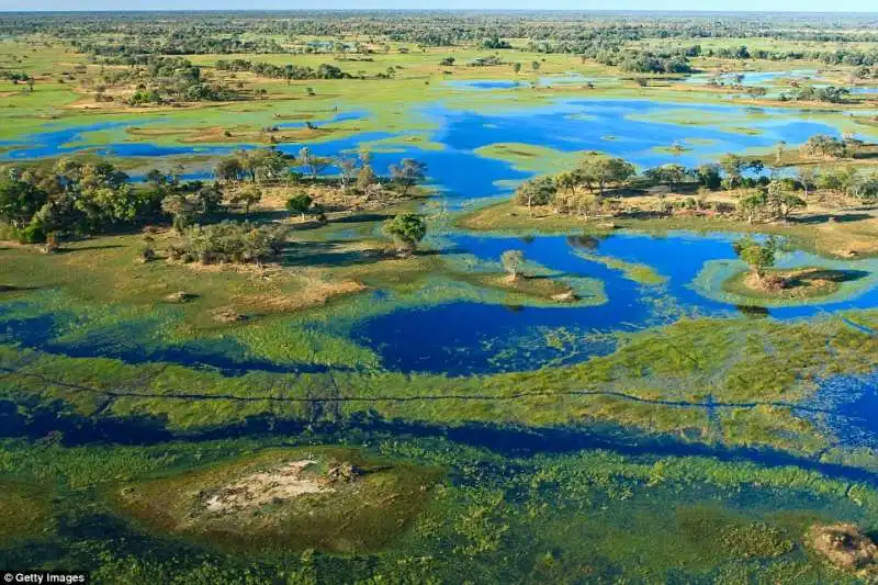 safari botswana