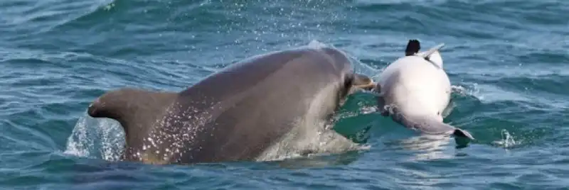 BABY DELFINO MORTO CON LA MAMMA