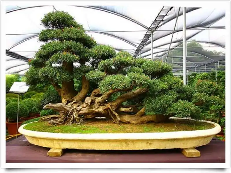 museo del bonsai