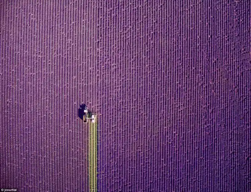 raccolta lavanda in provenza