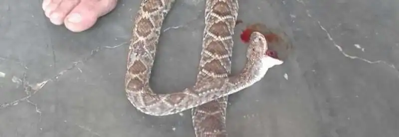 UOMO UCCIDE A MORSI IL SERPENTE CHE LO AVEVA AVVELENATO