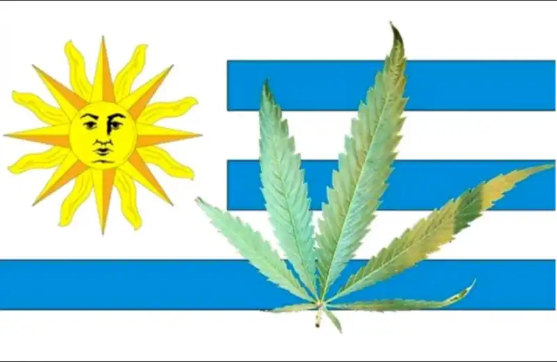 uruguay marijuana