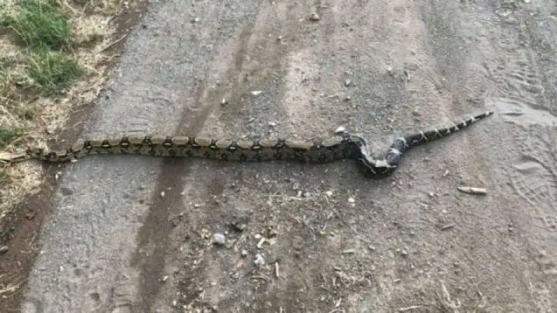 BOA CONSTRICTOR CATTURATO A ROMA