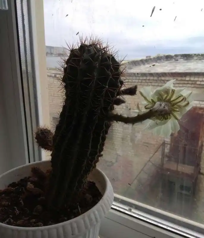 chiedere al cactus di lavare i vetri