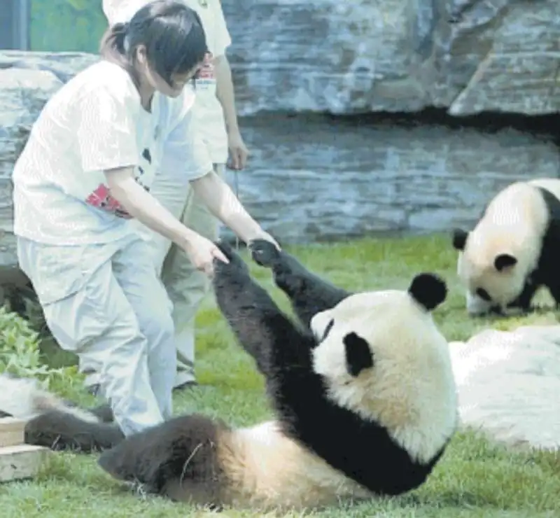 coccolare i panda