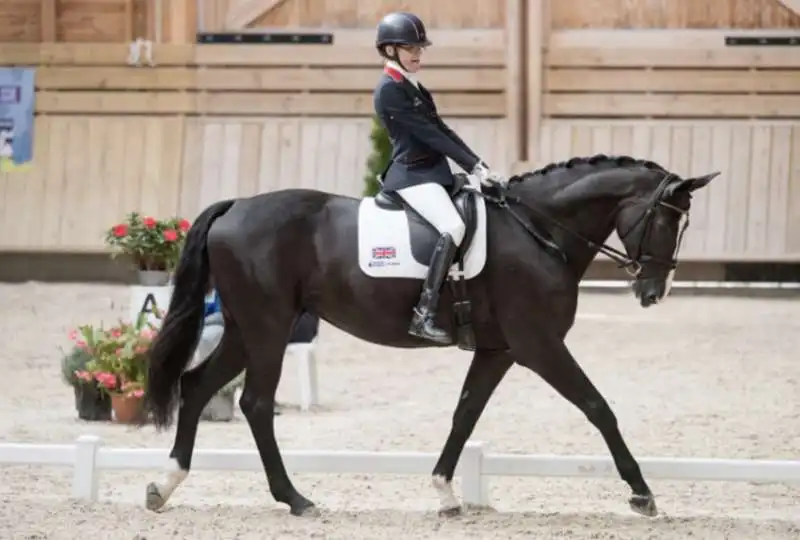 dressage 5