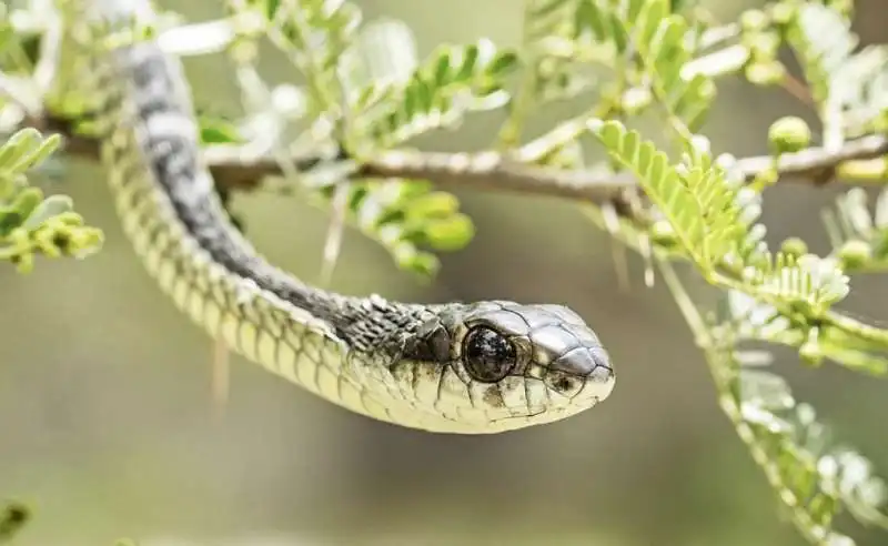 immagine riflessa nell'occhio di un serpente 3