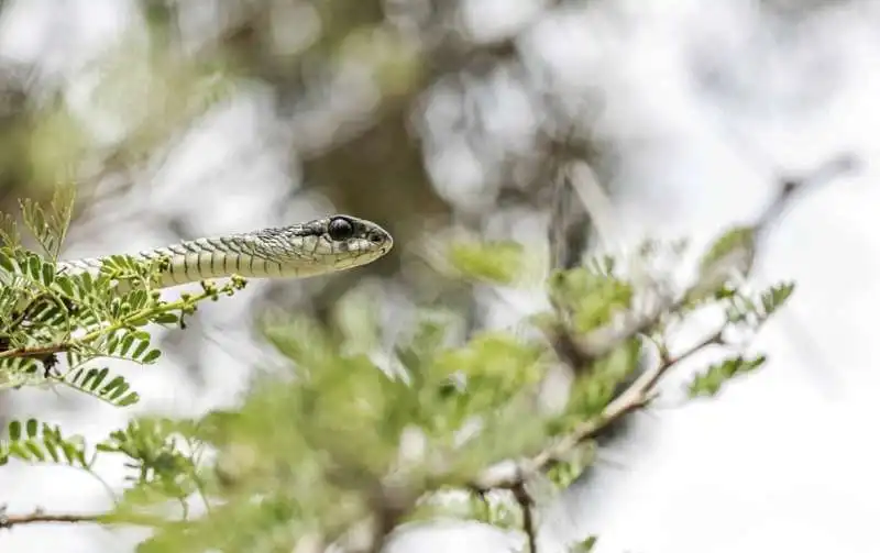 immagine riflessa nell'occhio di un serpente 6