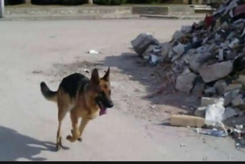 KAOS IL CANE EROE DI AMATRICE