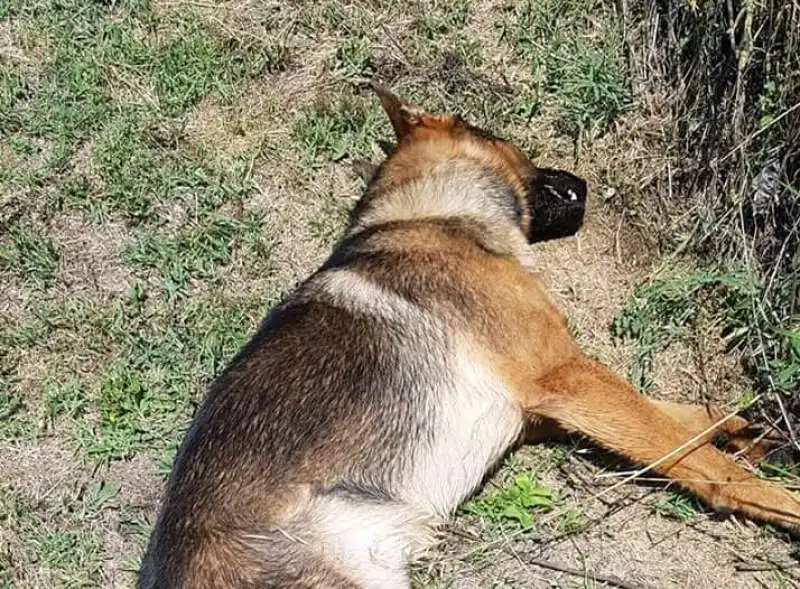 KAOS IL CANE EROE DI AMATRICE