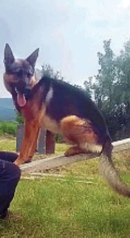 KAOS IL CANE EROE DI AMATRICE