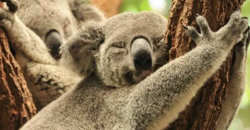 koala