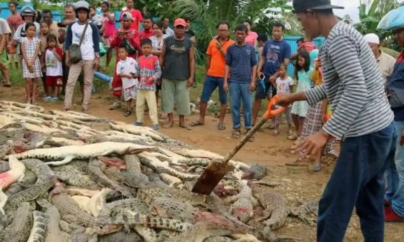 PAPUA NUOVA GUINEA - 292 COCCODRILLI UCCISI PER VENDETTA 