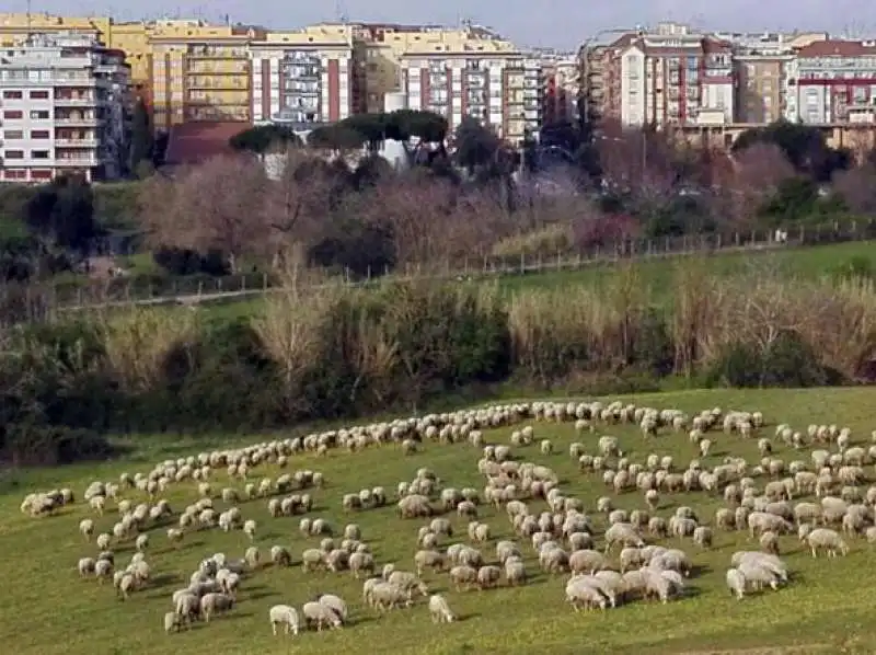 pecore al parco della caffarella