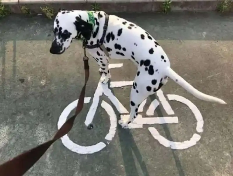 questo cane non sta andando in bici