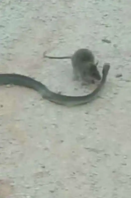 ratto vs. serpente 3