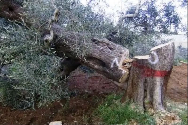 xylella 2