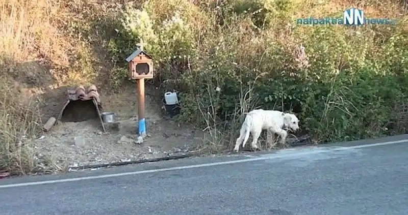 cane non abbandona il luogo dove e' morto il padrone 1