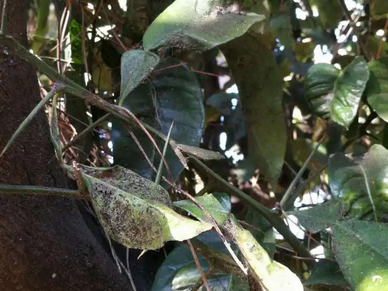 degrado al giardino degli aranci di roma 11