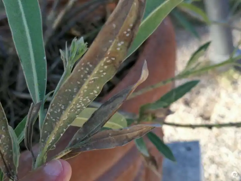 degrado al giardino degli aranci di roma 12