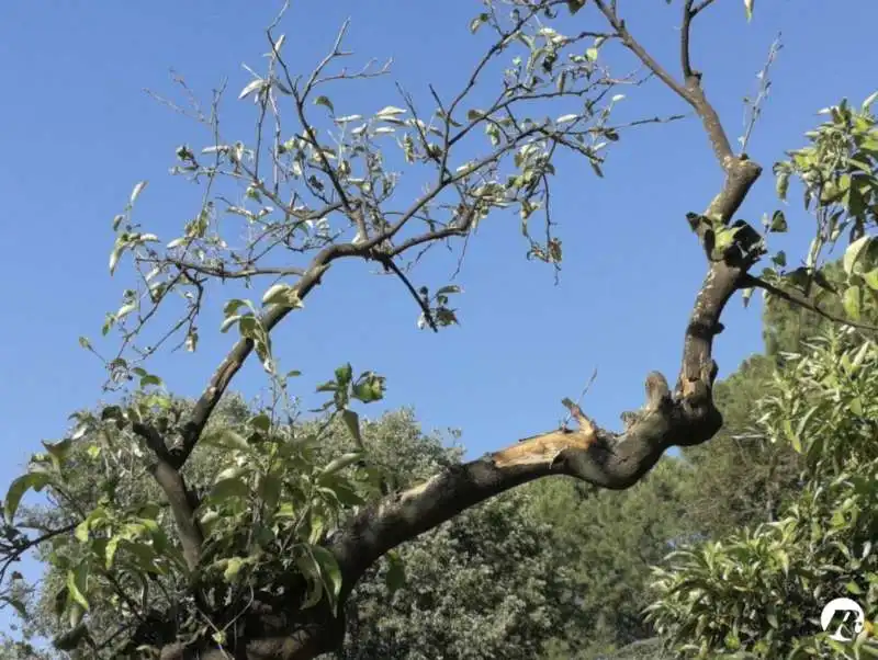 degrado al giardino degli aranci di roma 20