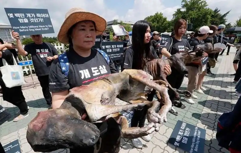 kim basinger contro la carne di cane in corea del sud 8