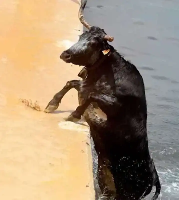 tori in acqua 2