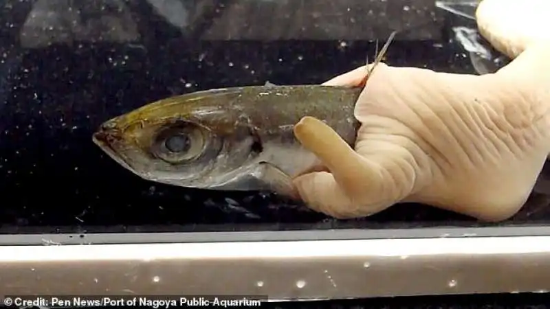 verme nemertino mangia un pesce nell'acquario di nagoya in giappone 1