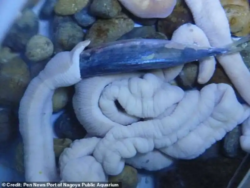 verme nemertino mangia un pesce nell'acquario di nagoya in giappone 2