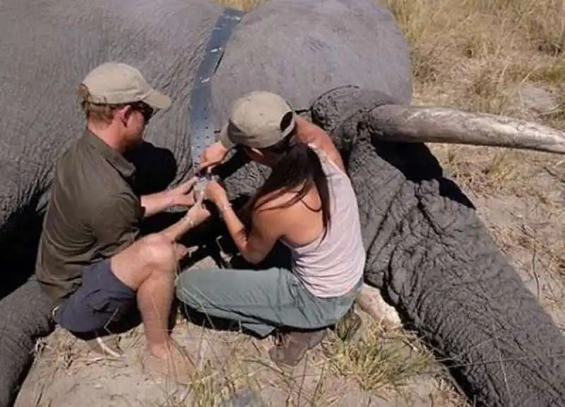 harry e meghan in botswana