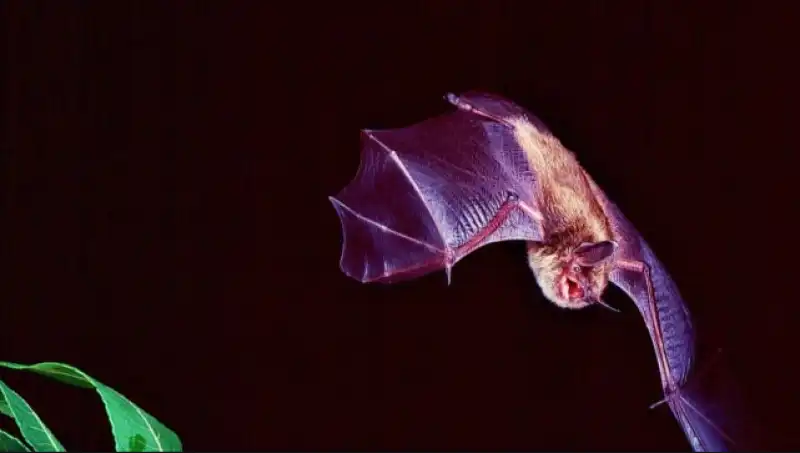 pipistrello