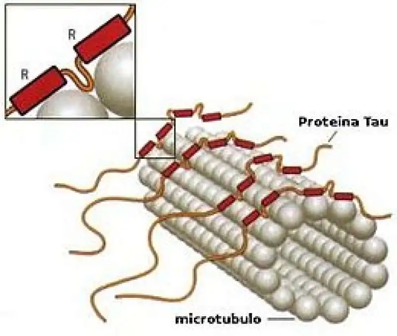 proteina tau