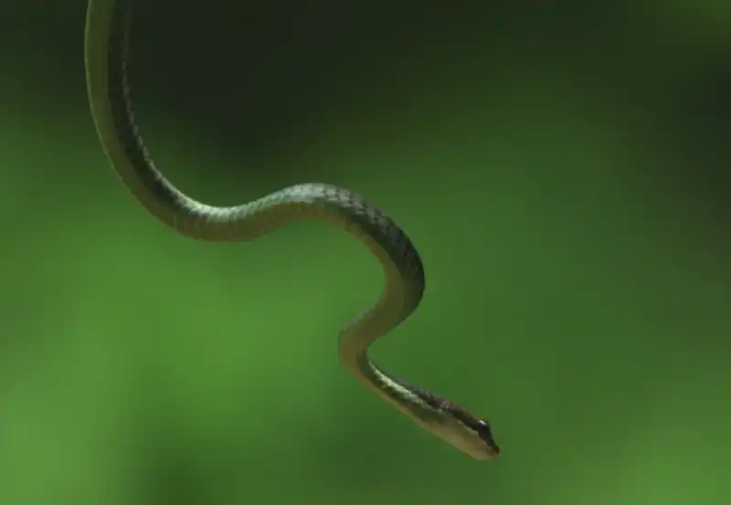 serpenti volanti