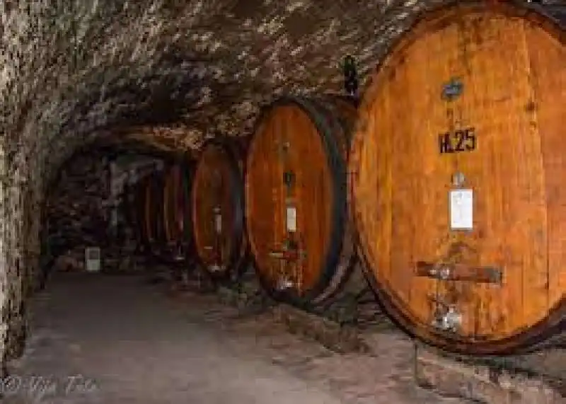 cantina gattavecchi montepulciano 