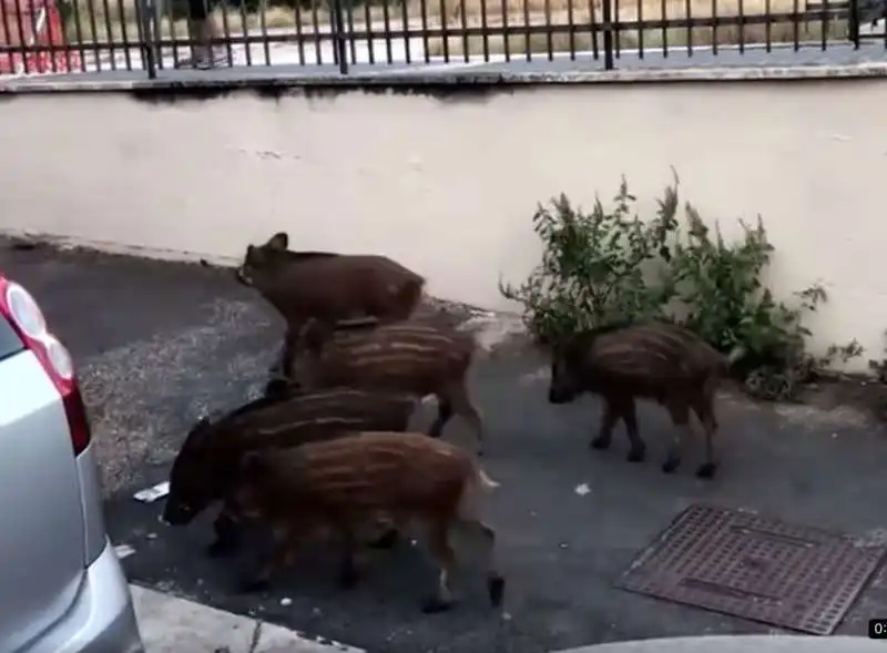 cinghiali a spasso per roma   il video di michetti 1