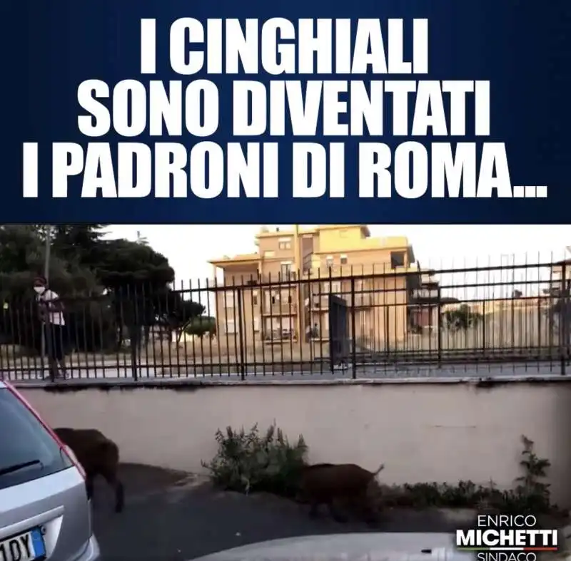  cinghiali a spasso per roma   il video di michetti 3