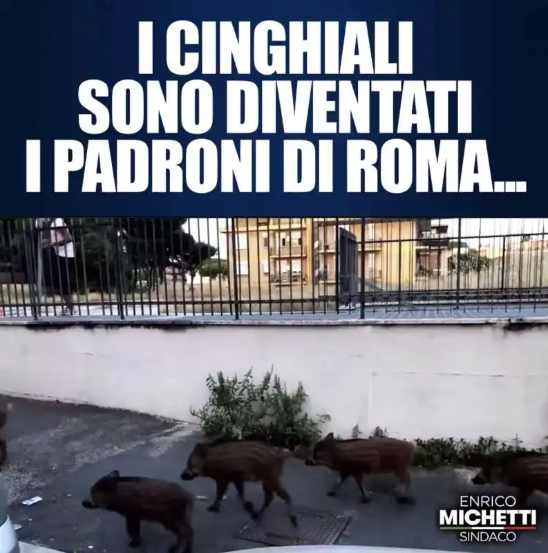 cinghiali a spasso per roma   il video di michetti 5