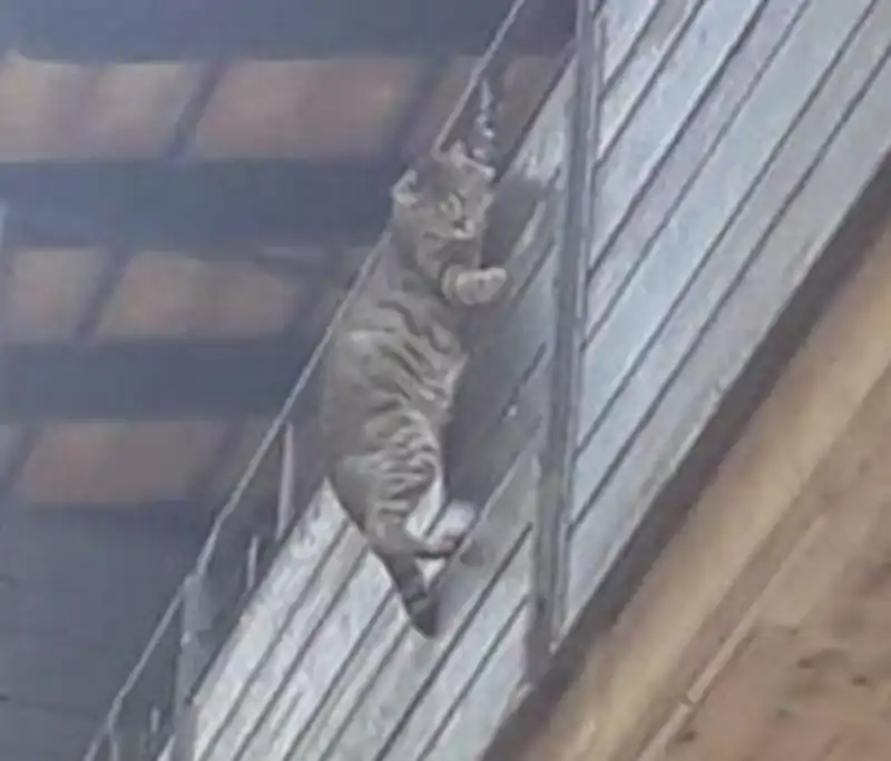 gatto appeso fuori dal balcone firenze