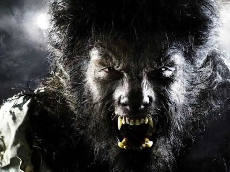 wolfman 