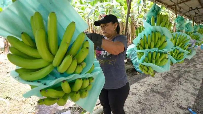 BANANE ECUADOR