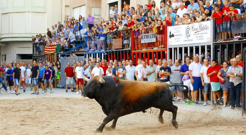 bous al carrer tori 6