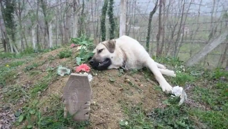 CANE SULLA TOMBA DEL PADRONE 