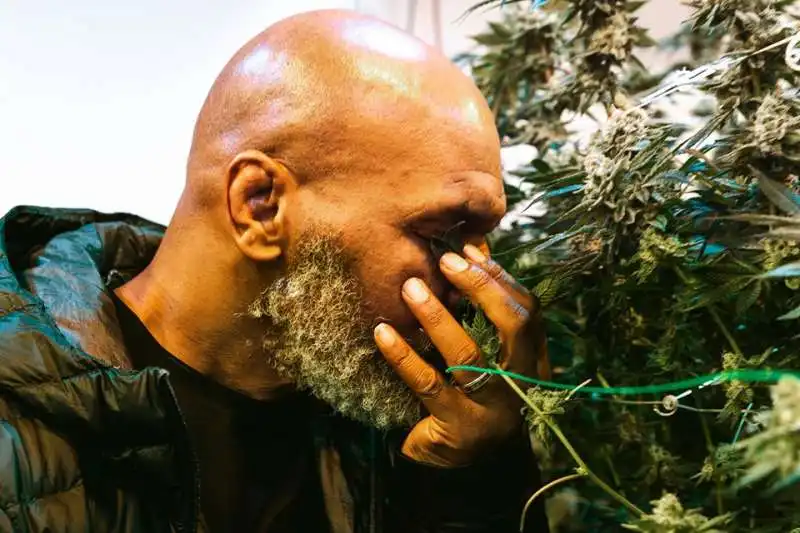 mike tyson marijuana 2